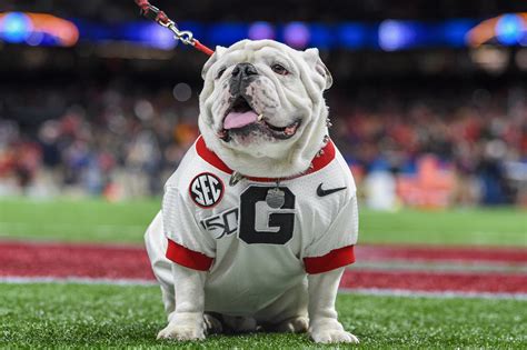 Unique Mascot: Uga C and the Georgia Bulldogs' Distinctive Tradition